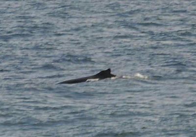 08 09 13 large des iles anglo normandes 3 baleine bosse 15