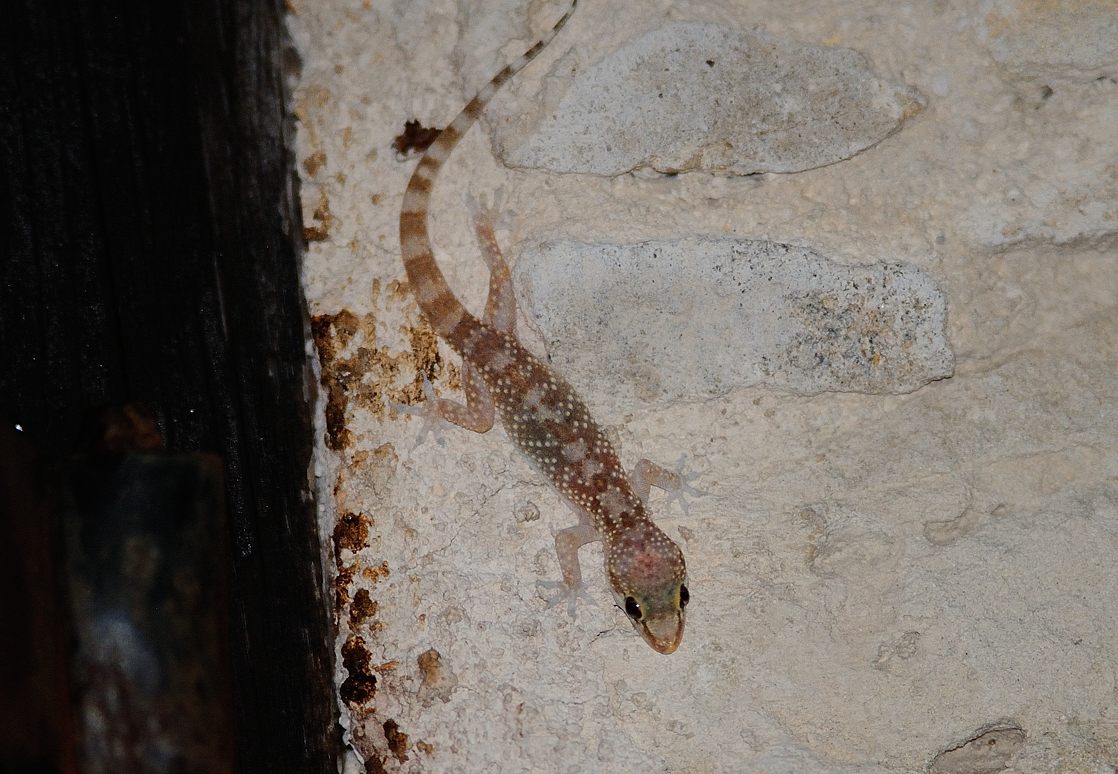 15 06 10 goudi gecko nocturne