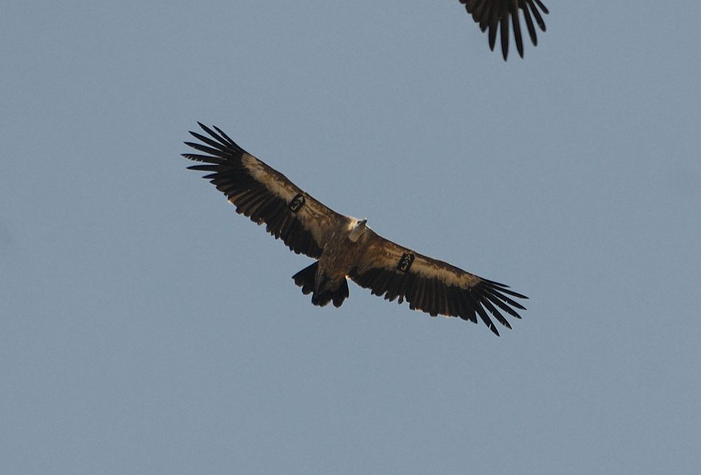 15 06 13 kensington vautour fauve 01