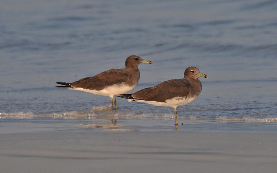 25 01 21 sugar dunes 01