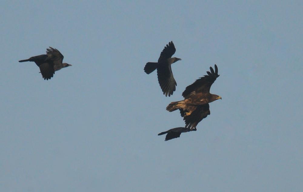 25 01 23 salalah west khawr 05 01