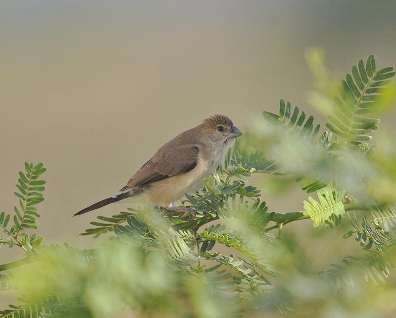 25 01 23 salalah west khawr 2