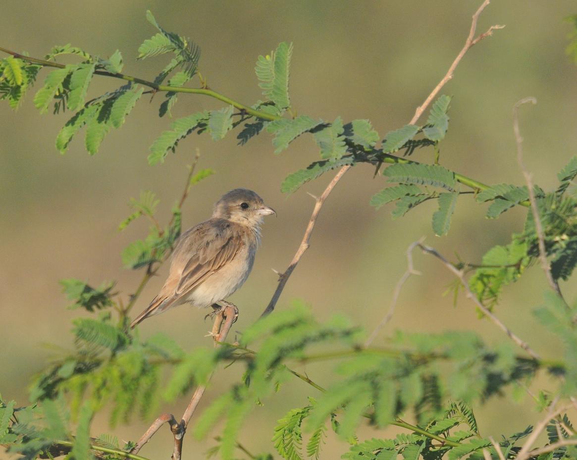 25 01 23 salalah west khawr 3