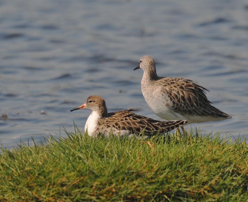 25 01 28 adulte en cours d acquisition plumage nuptial east khawr 01