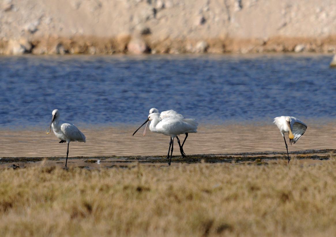 25 01 28 al mughsail 01