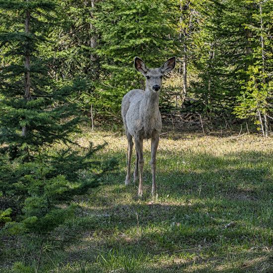 26 06 03 silver gate cerf mulet 01
