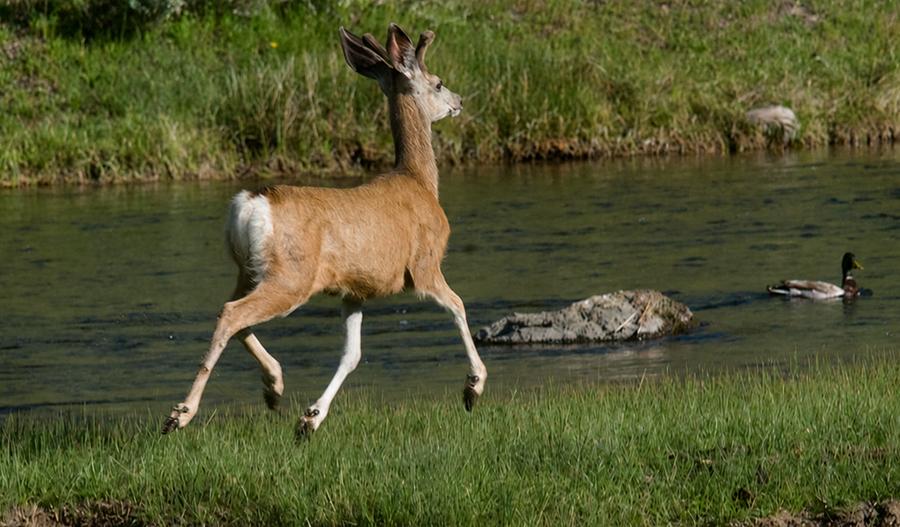 26 06 05 01 madison river cerf mulet 01