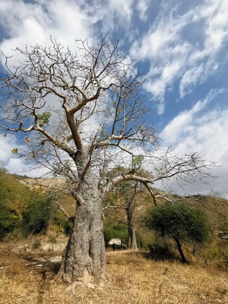 Baobabs of salalah oman 768x1024